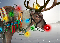 Electrical Reindeer Card